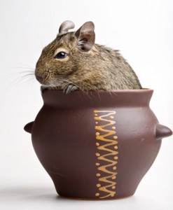 mouse in pot