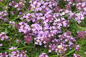 Picture of small purple wild flowers